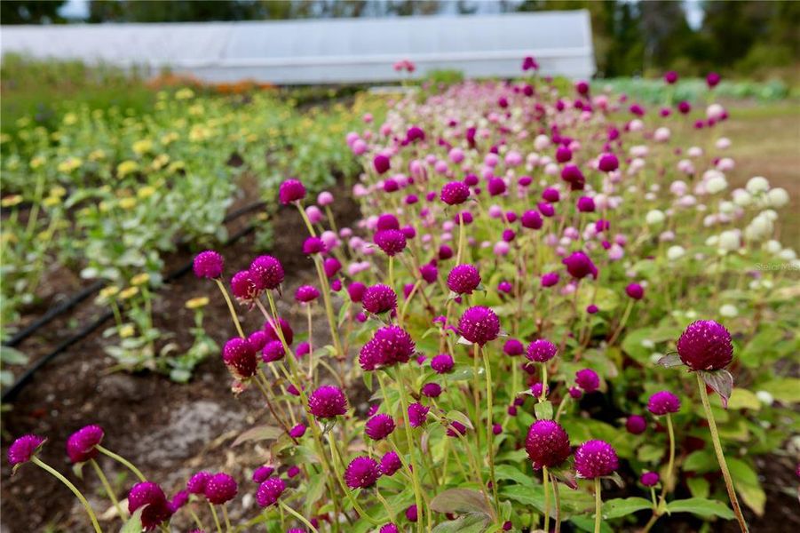 Natural landscape and outdoor views near  in Land O' Lakes (Image 47).