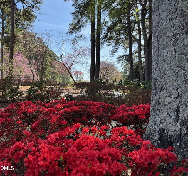 North Ridge In Bloom