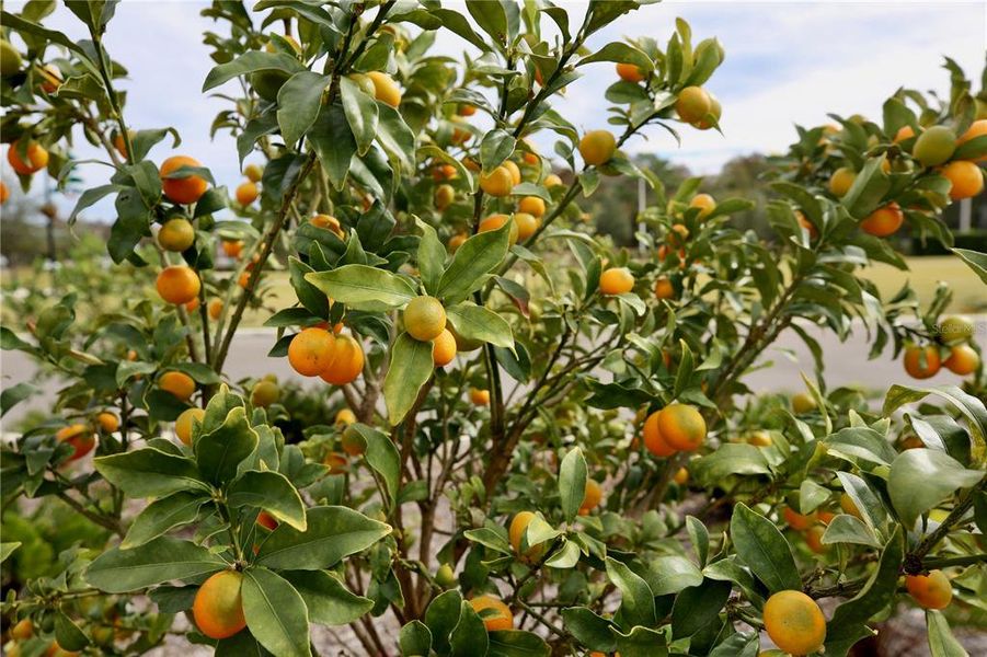 Natural landscape and outdoor views near  in Land O' Lakes (Image 49).