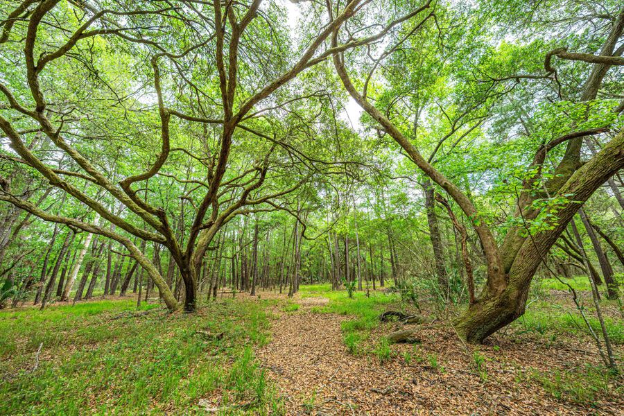 Natural landscape and outdoor views near  in Edisto Island (Image 49).