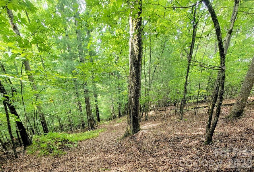 Natural landscape and outdoor views near  in Murphy (Image 32).