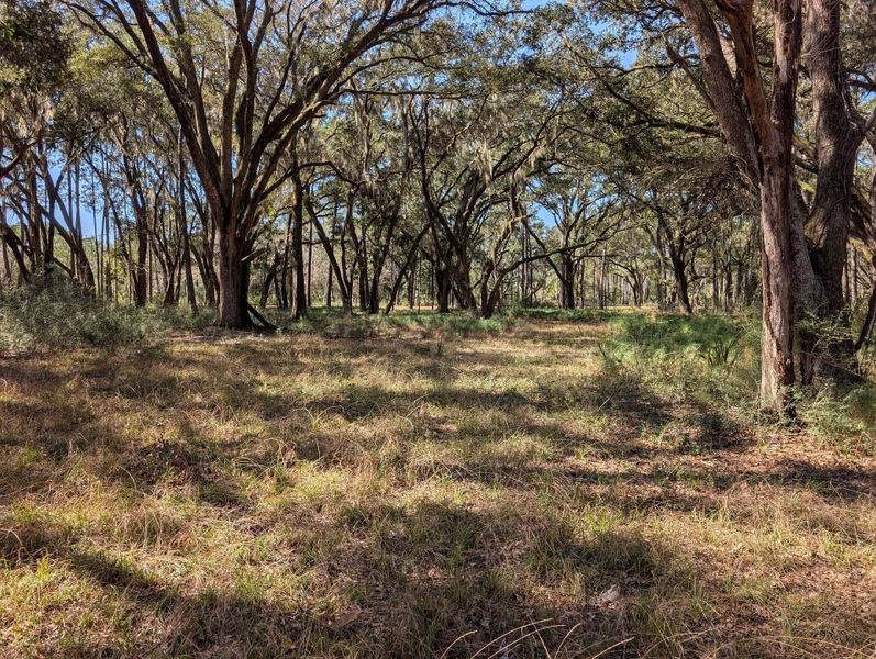 Natural landscape and outdoor views near  in Edisto Island (Image 44).