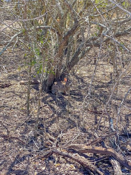 Natural landscape and outdoor views near  in Beeville (Image 15).
