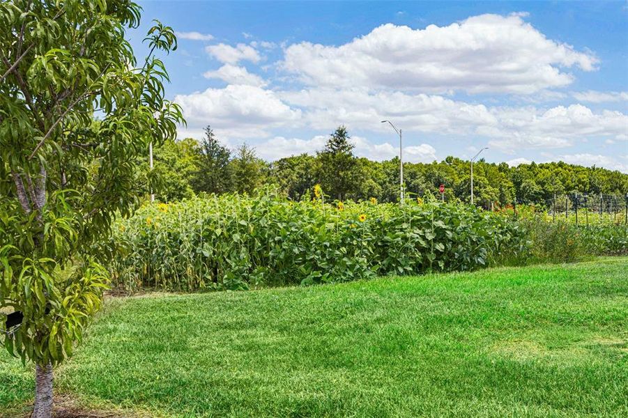 Natural landscape and outdoor views near Angeline in Land O' Lakes (Image 33).