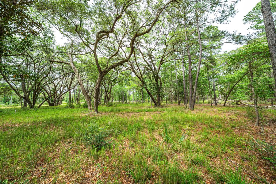 Natural landscape and outdoor views near  in Edisto Island (Image 22).