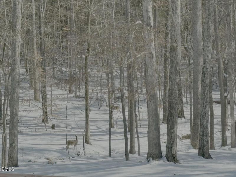 Deer in Snow Picture Deer in Snow Picture