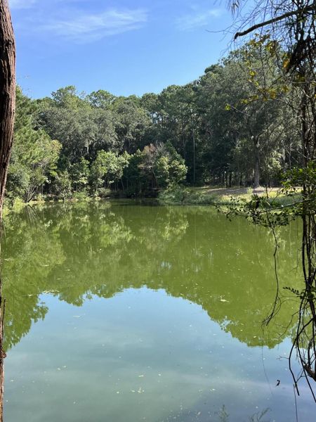 Natural landscape and outdoor views near  in Johns Island (Image 24).