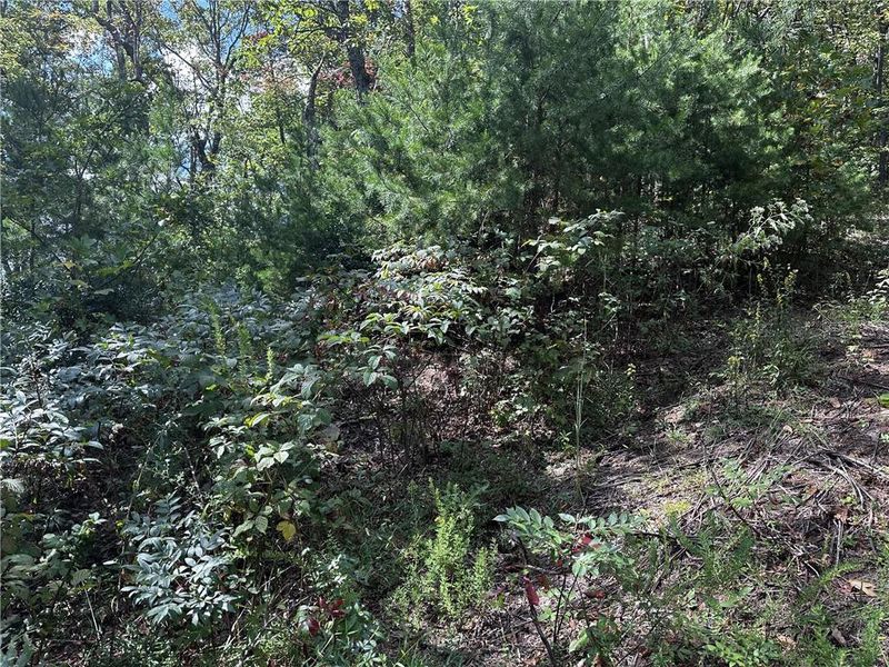 Natural landscape and outdoor views near  in Jasper (Image 22).