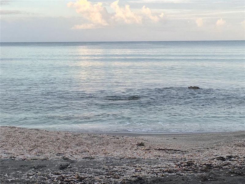 Natural landscape and outdoor views near  in Sarasota (Image 6).