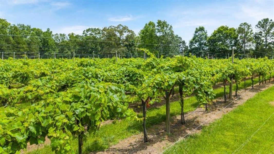 Image 41 of a home in Northwoods at Mirror Lake.