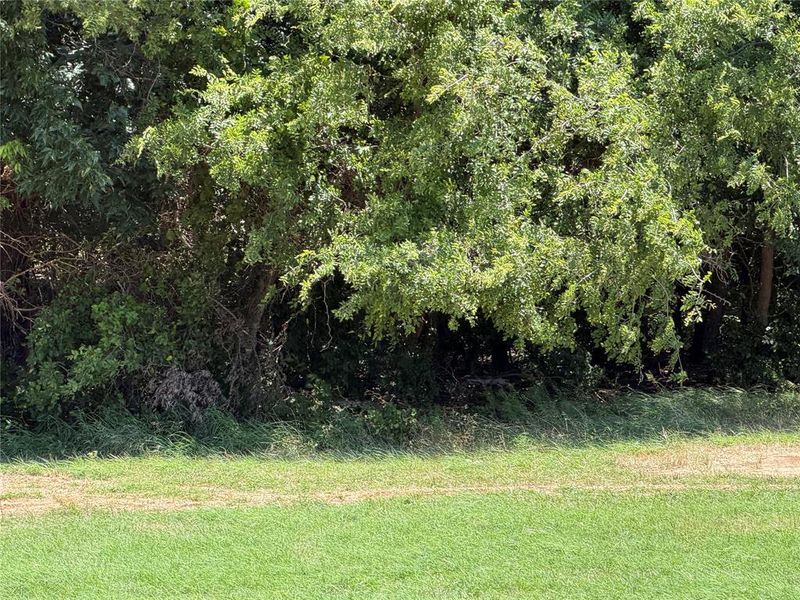 Treed portion of the property