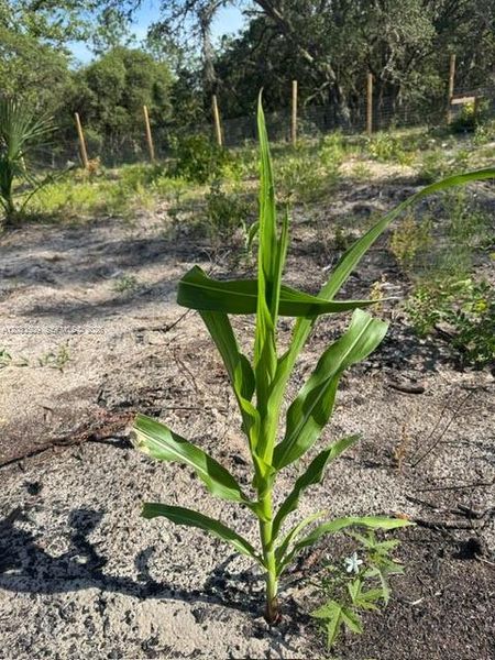 Natural landscape and outdoor views near in Dunnellon (Image 25). Natural landscape and outdoor views near in Dunnellon (Image 25).
