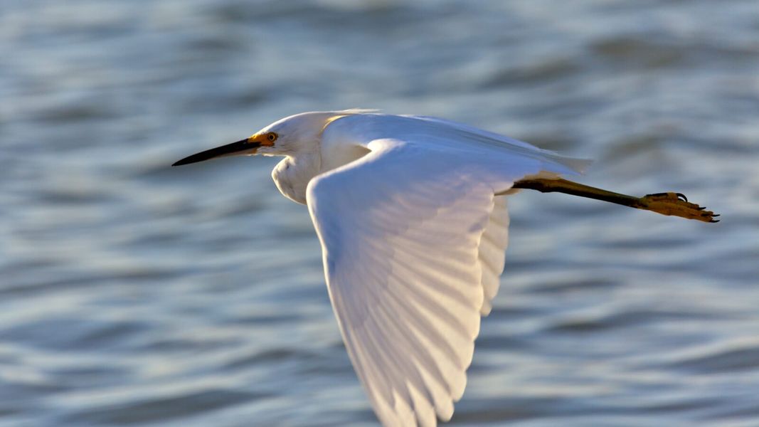 Outdoor and nature views near homes built from the Sandcastle 2 by Neal Communities in Vistera of Venice, Venice (Image 28).