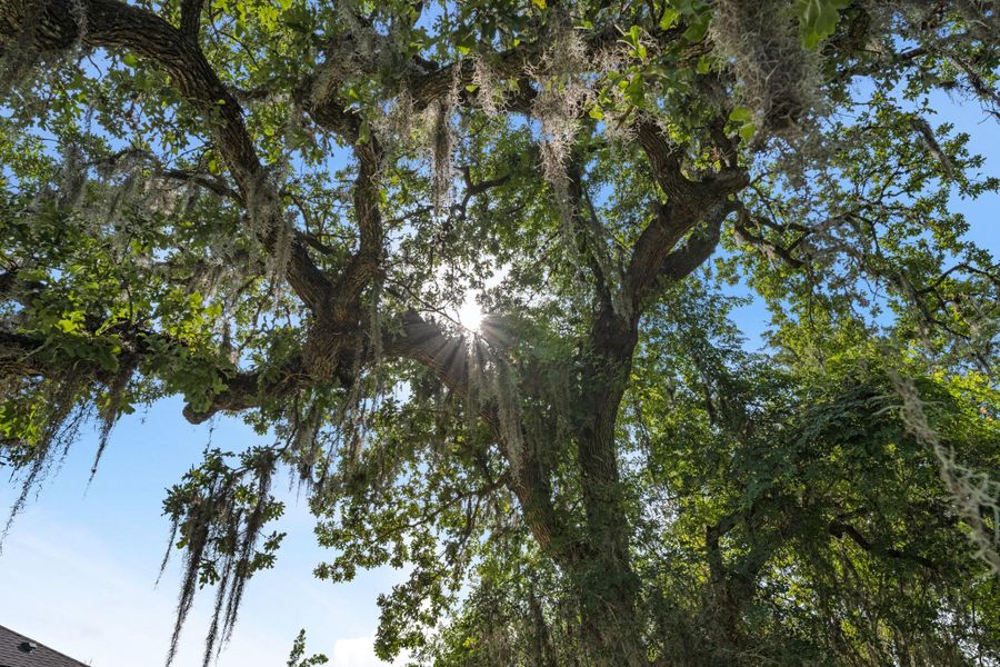 Natural landscape and outdoor views near The Estates at James Lane in Fulshear (Image 5).