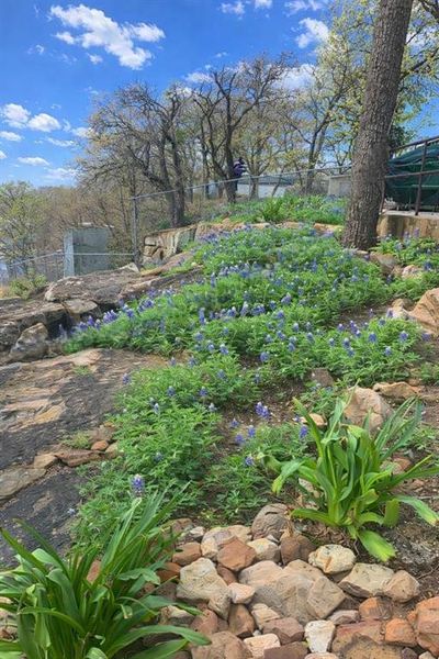 Bluebonnets in bloom!