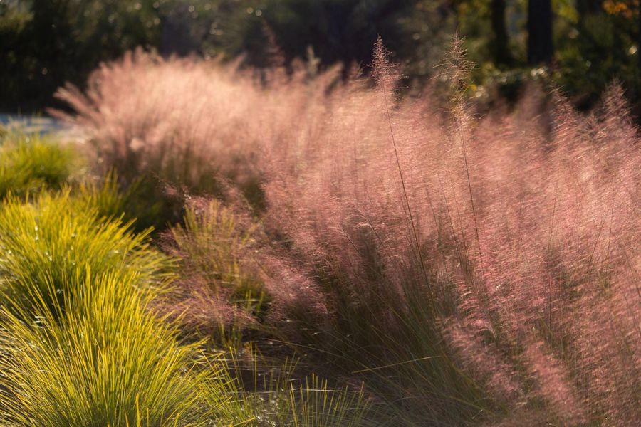 Natural landscape and outdoor views near  in Charleston (Image 64).