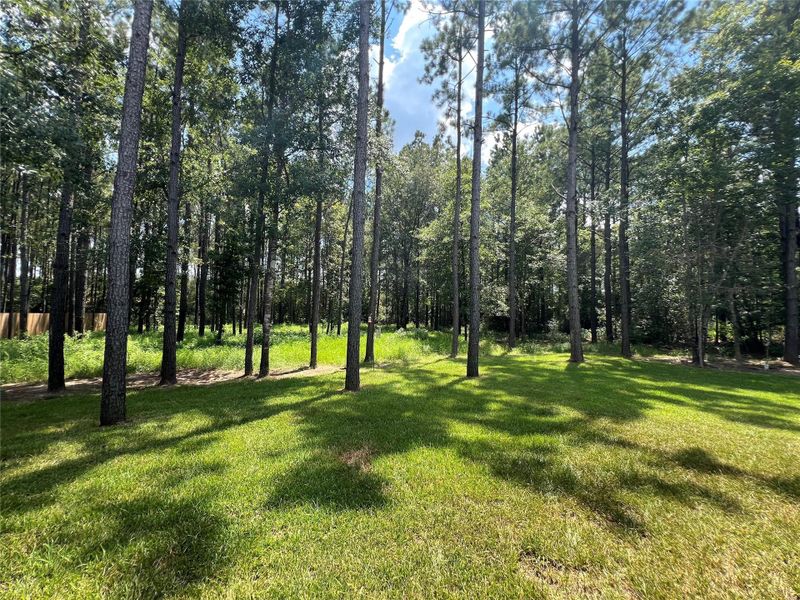 Natural landscape and outdoor views near in Conroe (Image 47). Natural landscape and outdoor views near in Conroe (Image 47).