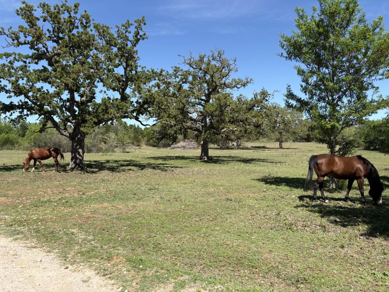 Alluring Pasture and Oaks   good grazing