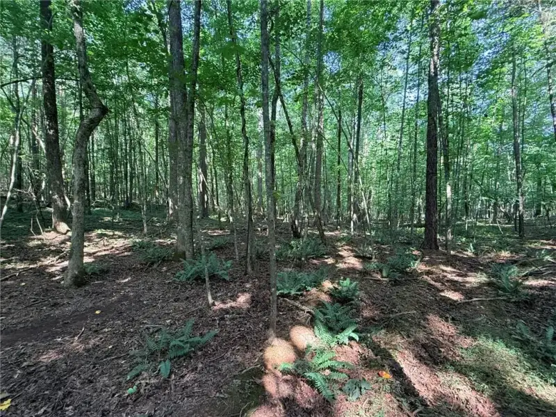 Natural landscape and outdoor views near in Talking Rock (Image 5). Natural landscape and outdoor views near in Talking Rock (Image 5).