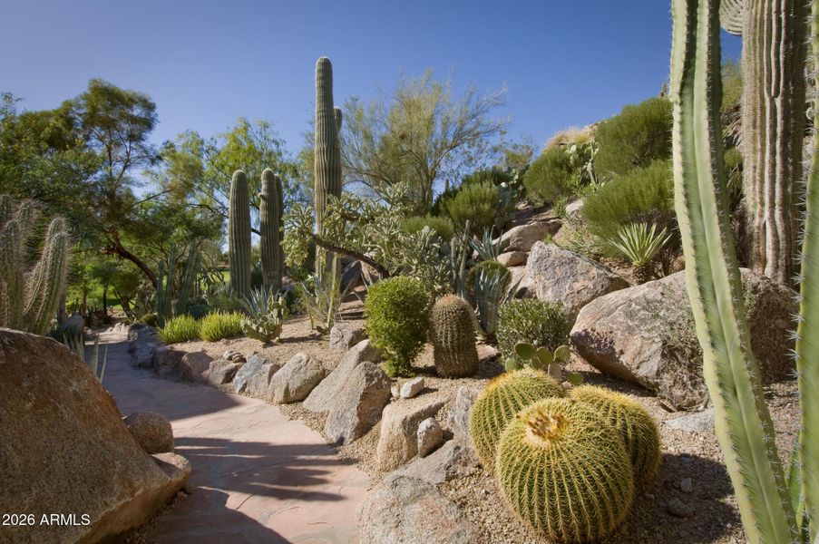 Cactus Garden