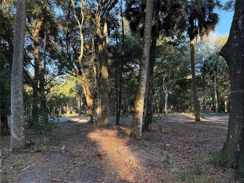 Natural landscape and outdoor views near  in Citra (Image 12).