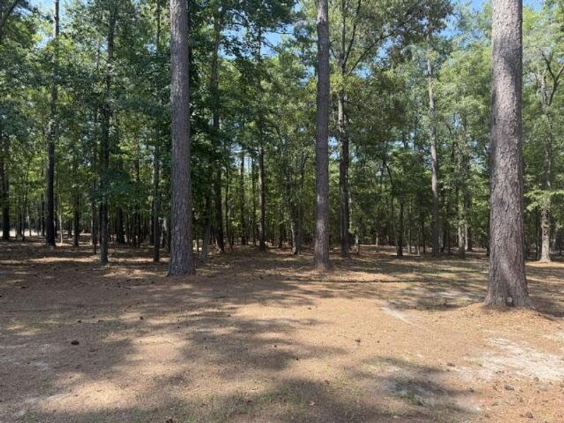 Natural landscape and outdoor views near  in Summerton (Image 26).