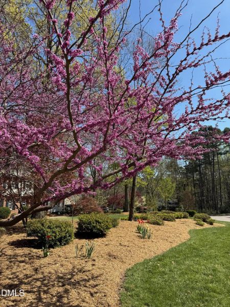 North Ridge In The Spring