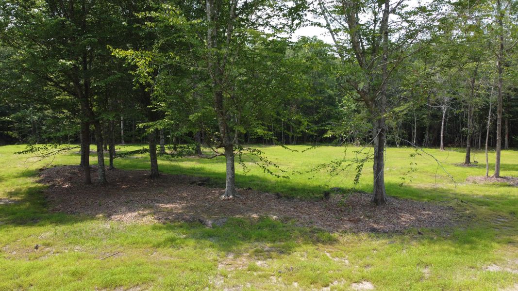 Natural landscape and outdoor views near  in Huger (Image 21).