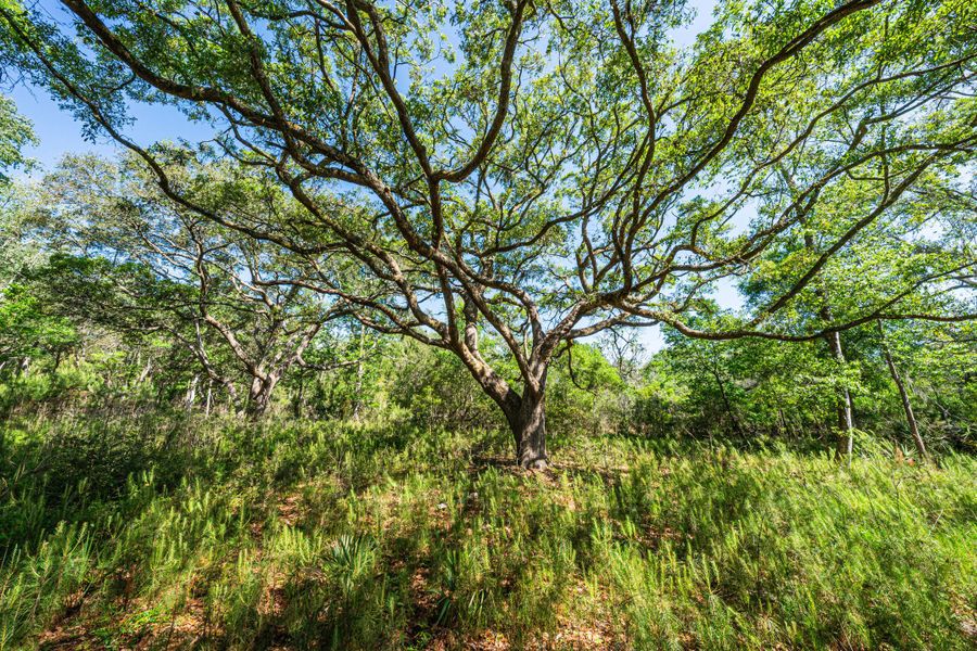 Natural landscape and outdoor views near  in Edisto Island (Image 72).