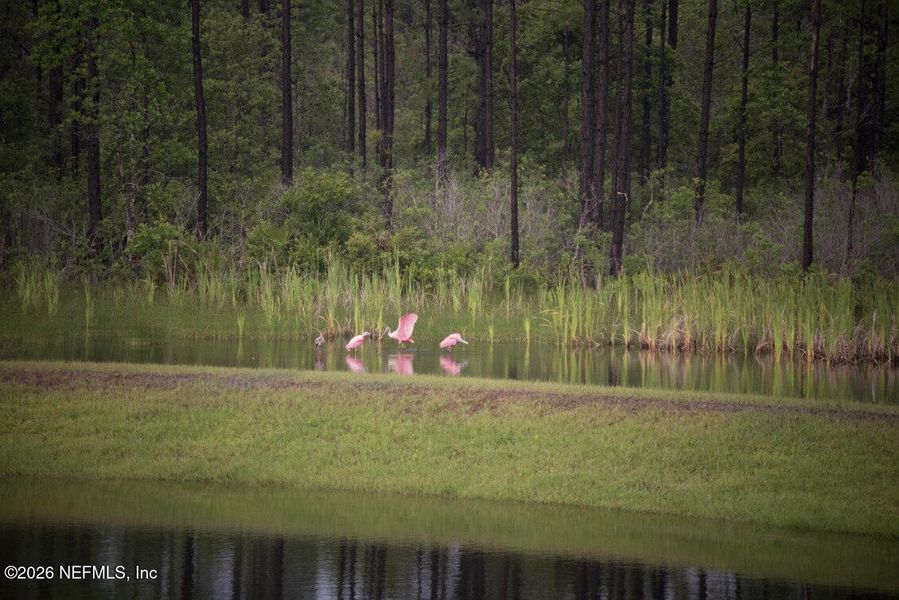 Natural landscape and outdoor views near St Augustine Lakes in St. Augustine (Image 31). Natural landscape and outdoor views near St Augustine Lakes in St. Augustine (Image 31).