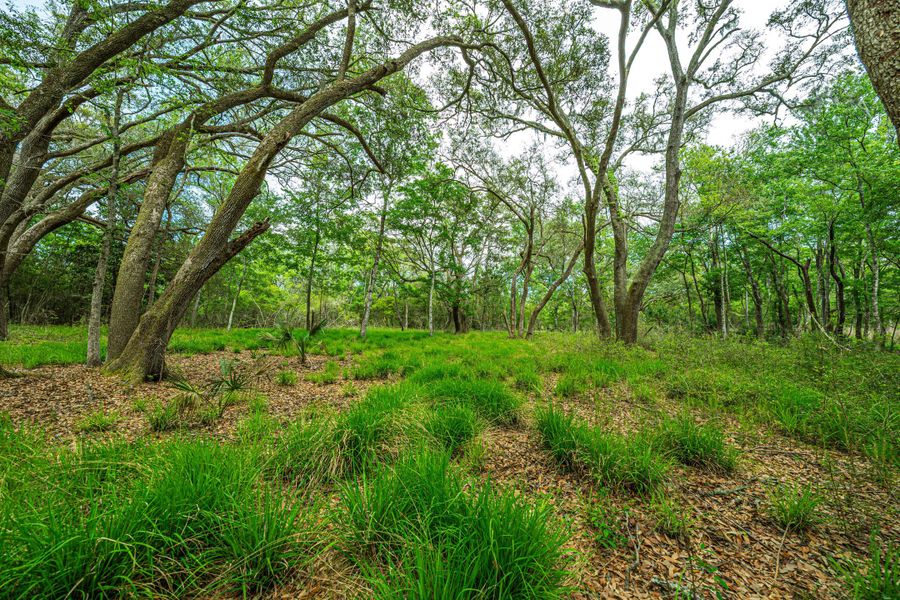 Natural landscape and outdoor views near  in Edisto Island (Image 23).