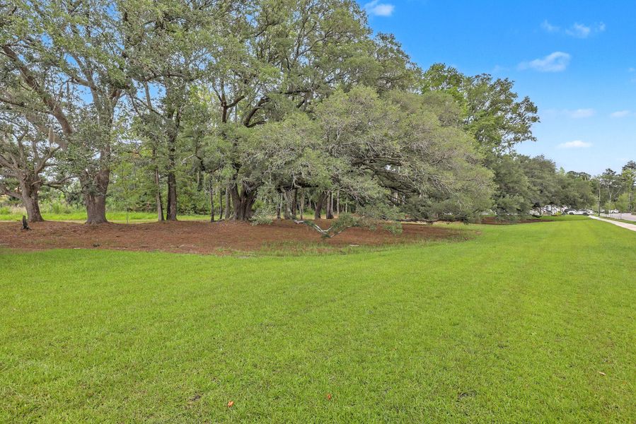 Natural landscape and outdoor views near Limehouse Farms in Summerville (Image 42).