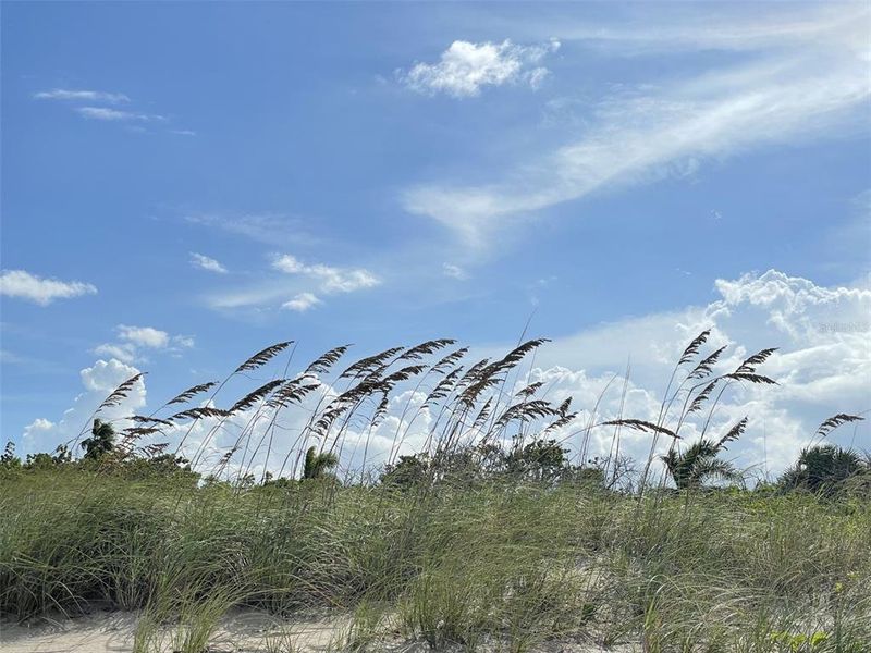 Natural landscape and outdoor views near  in Fort Pierce (Image 28).