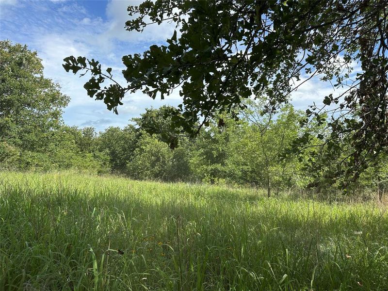 Expansive green field surrounded by mature deciduous trees Expansive green field surrounded by mature deciduous trees