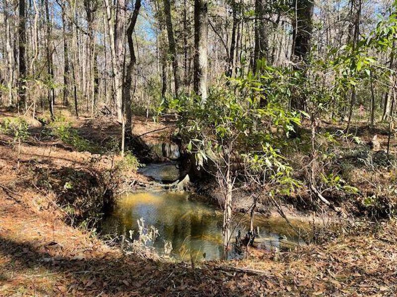 Natural landscape and outdoor views near  in Summerville (Image 15).