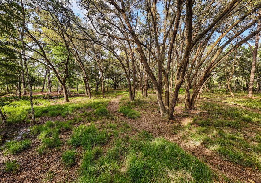 Natural landscape and outdoor views near  in Edisto Island (Image 24).