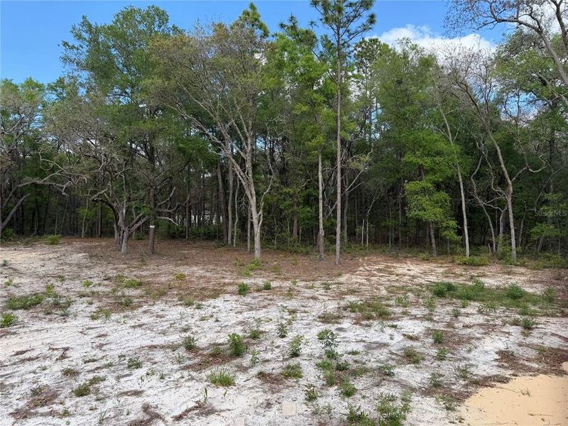 Natural landscape and outdoor views near  in Bronson (Image 12).
