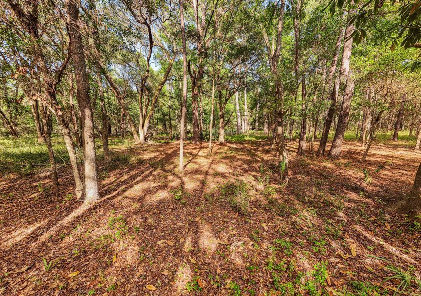 Natural landscape and outdoor views near  in Edisto Island (Image 48).