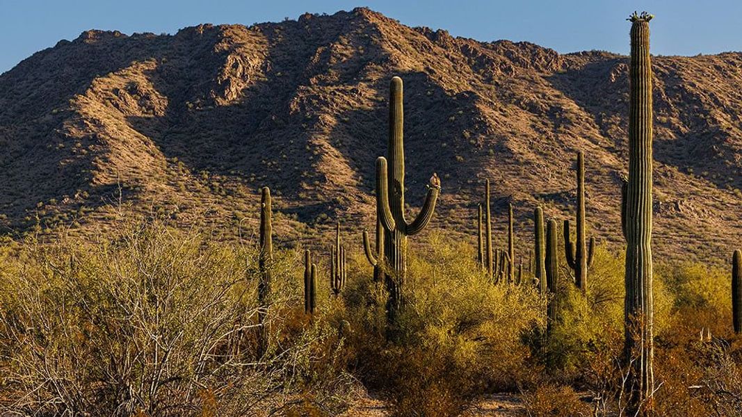 Natural landscape and outdoor views near Ladera Trails in Queen Creek (Image 28).