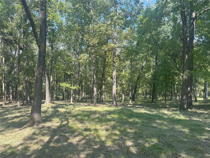Behind the home, the underbrush has been removed, revealing open, usable land surrounded by mature trees