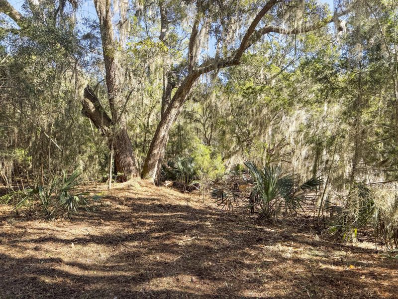 Natural landscape and outdoor views near  in Johns Island (Image 21).