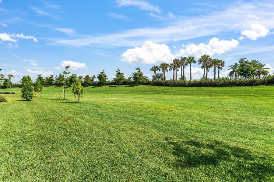 Back yard