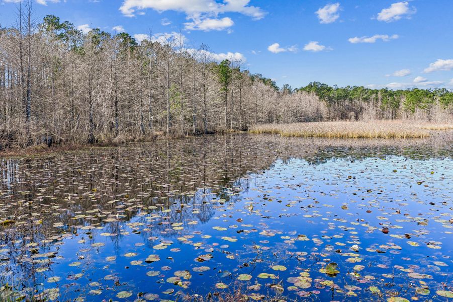 Natural landscape and outdoor views near in Moncks Corner (Image 42). Natural landscape and outdoor views near in Moncks Corner (Image 42).