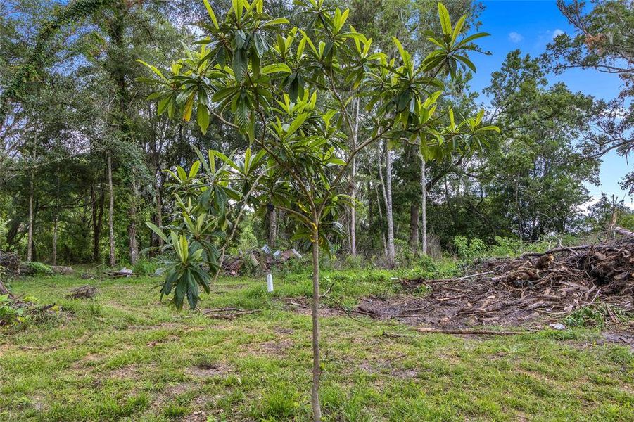 Natural landscape and outdoor views near  in Brooksville (Image 44).