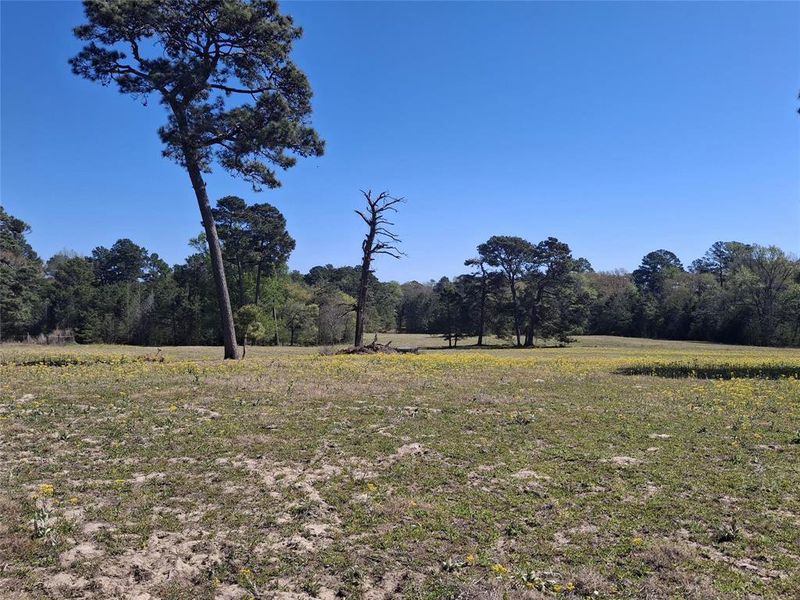Natural landscape and outdoor views near  in Jacksonville (Image 3).