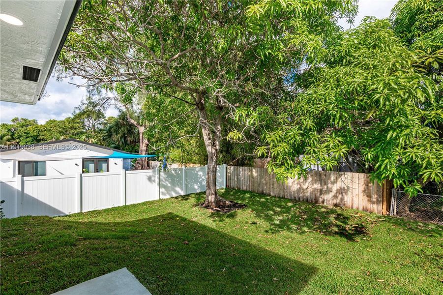 Mango Tree Mango Tree