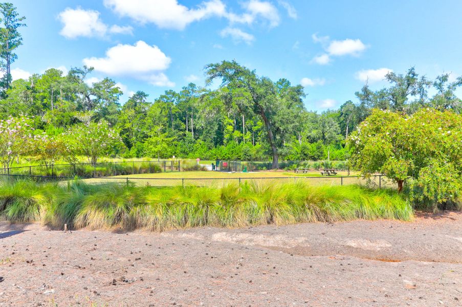 Natural landscape and outdoor views near Sweetgrass at Summers Corner: Arbor Collection in Summerville (Image 41).
