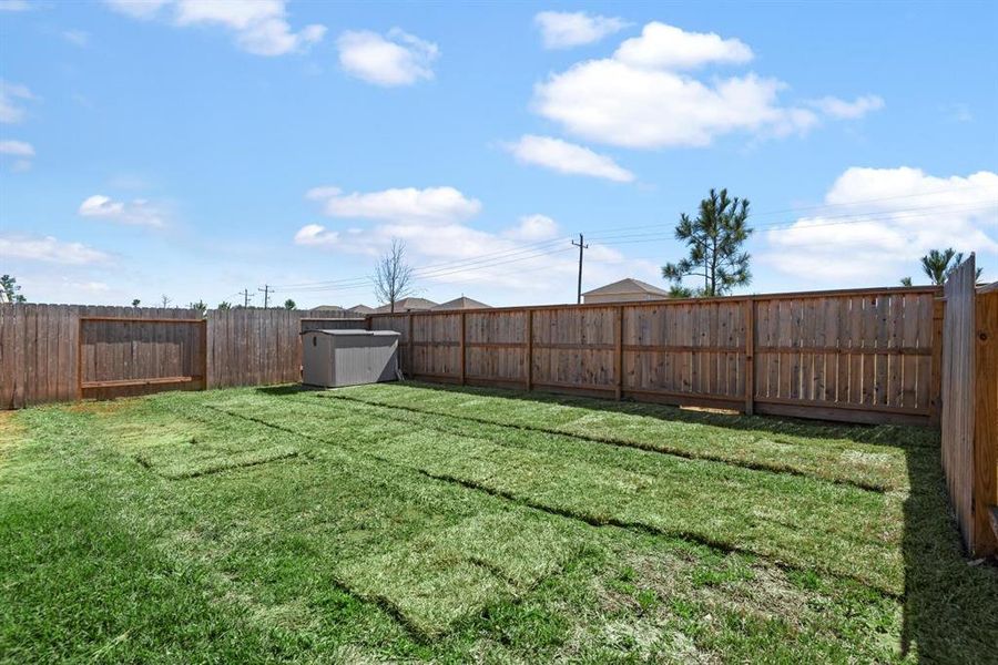 new grass growing in the backyard