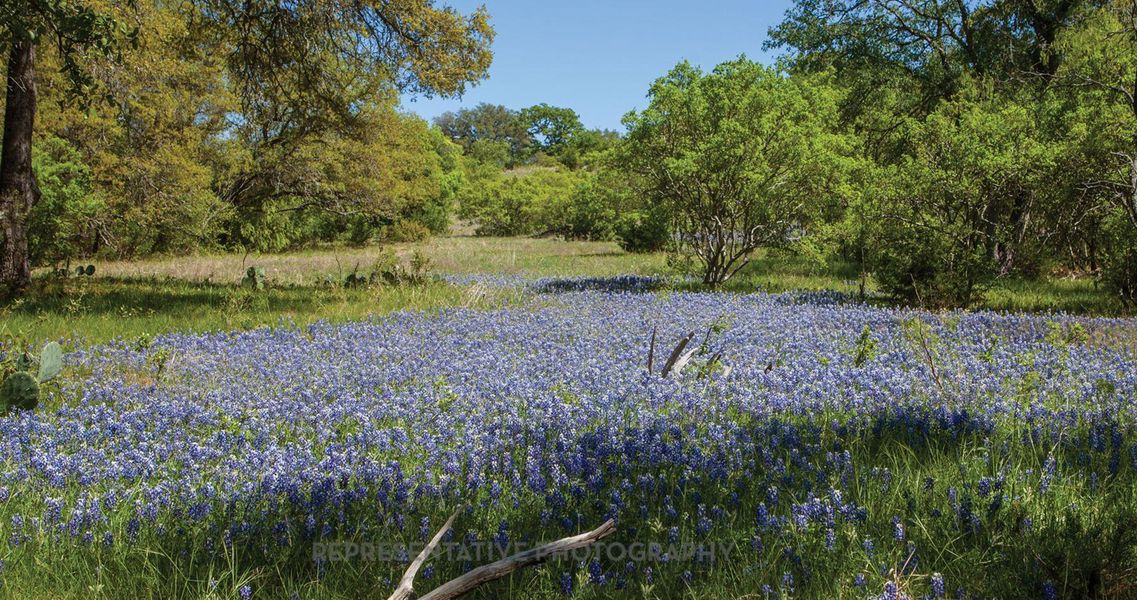 Natural landscape and outdoor views near Santa Rita Ranch: 40-45ft. lots in Liberty Hill (Image 8).