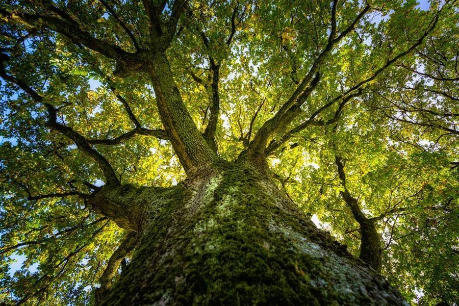 Heritage Oak Trees at Audubon